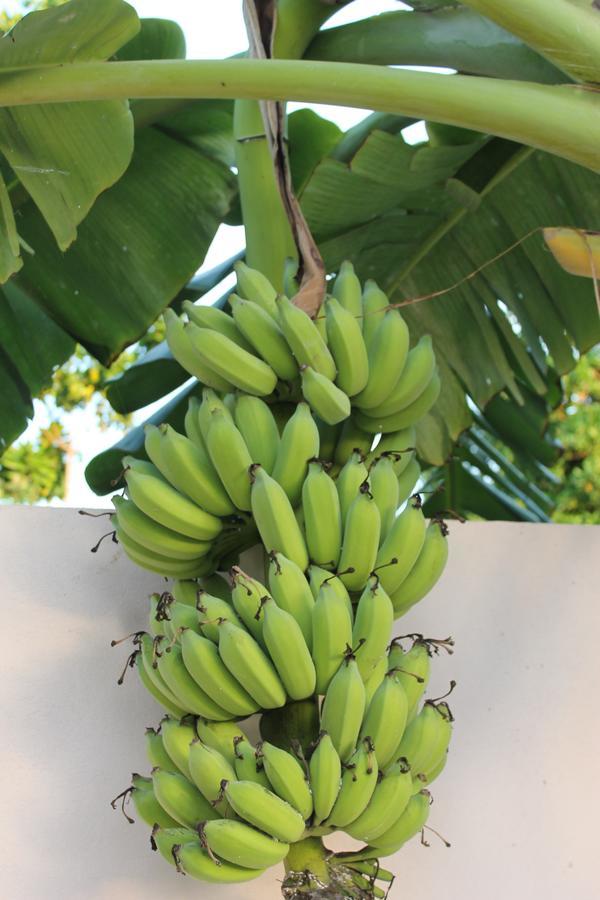 Gasthof Evila - Thoddoo-Atoll